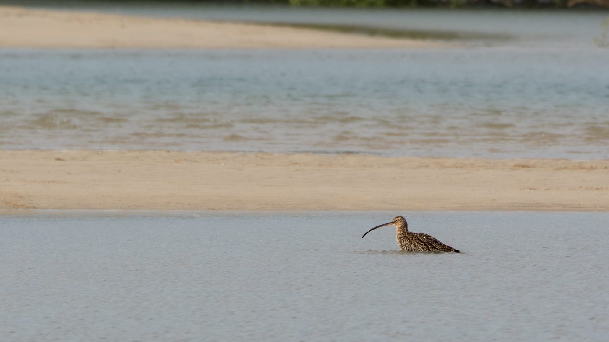 Council seeks community input on shorebird conservation plan