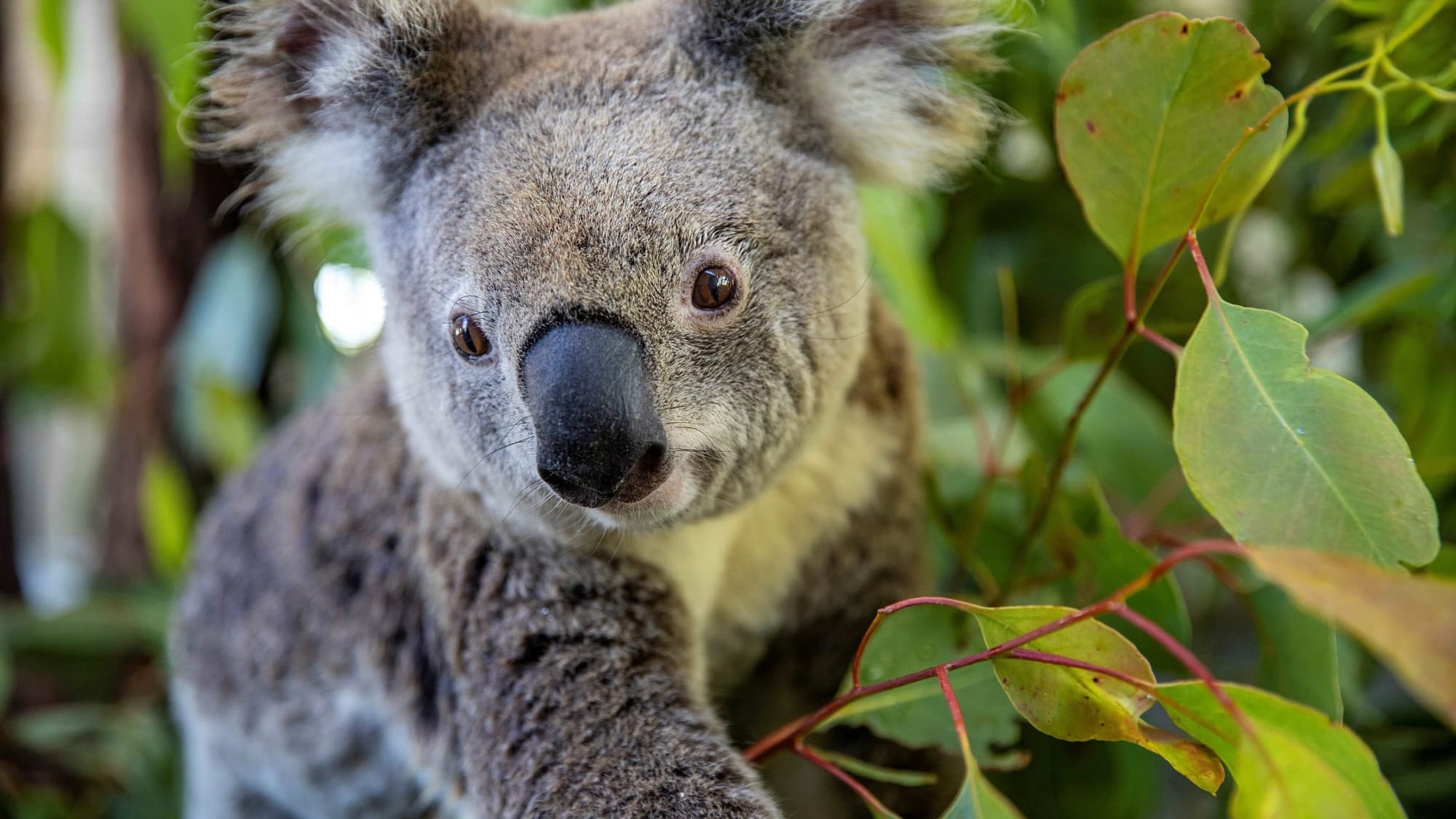 Koala’s return highlights need for wildlife protection