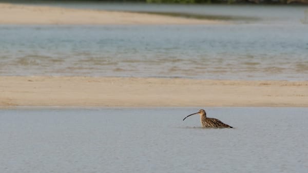 Council seeks community input on shorebird conservation plan